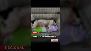 Dueño de guardería en Tuluá imputado por maltrato animal tras muerte de perro bajo su cuidado [upl. by Aminta699]