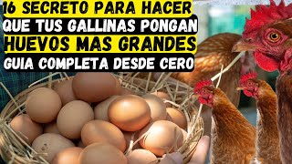 16 Secreto para Hacer que tus Gallinas Pongan Huevos más Grandes Usando este Ingrediente Natural [upl. by Derraj]