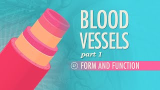 Blood Vessels Part 1  Form and Function Crash Course Anatomy amp Physiology 27 [upl. by Akinod]