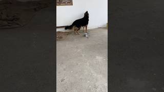 Galaxy the german shepherd dog 🐕 shots shorts shortvideo dog pets germanshepherd dogbreed [upl. by Cardwell417]