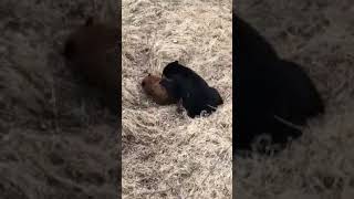 injured bear cub killed by grizzly bear [upl. by Mercier]