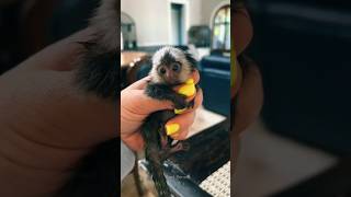 Smallest Monkey  Pygmy Marmosets😱☺️  facts sciencefacts shorts [upl. by Jeremias361]