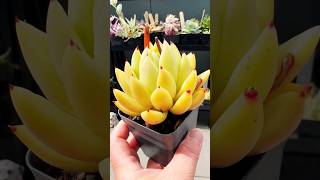 Echeveria Agavoides Golden Maria Hybrid succulentsplanterspot plants succulant garden australia [upl. by Itirahc]