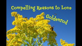 Goldenrod An Edible Wild Plant with 30 Reasons to Love It [upl. by Welcher]