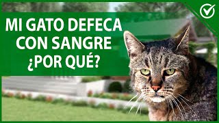 🐱 ¿Qué hacer si mi GATO hace CACA CON SANGRE  Causas y tratamientos 🐱💩 [upl. by Marris]