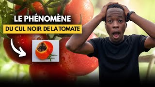 Voici ce qui vous guette quand vous décidez de faire de la tomate [upl. by Murdocca290]