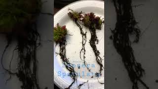 Drosera Spatulata divide and repot carnivorous plant [upl. by Rad292]