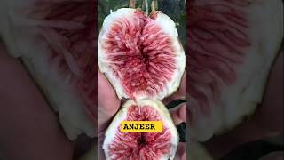 ANJEER Fruit  youtube shorts nature farming food creator merigold love fruit anjeer [upl. by Conroy667]