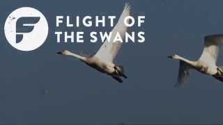 Introducing Flight of the Swans  WWT [upl. by Inaffets]