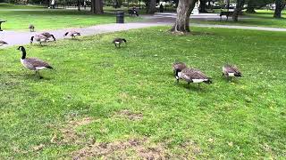 Canada Geese Wander and Nibble  Boston Common [upl. by Josephson899]