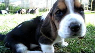 Basset Hound Puppies in HD  3 weeks old  1st time outdoors [upl. by Asilrac249]