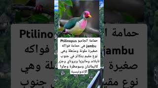 حمامة الجامبو Ptilinopus jambu هي حمامة فواكه معلوماتمذهلة shorts علوم [upl. by Enomyar433]