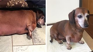 Morbidly Obese Dog Loses More Than Half His Weight with Rigorous Diet [upl. by Lladnek545]