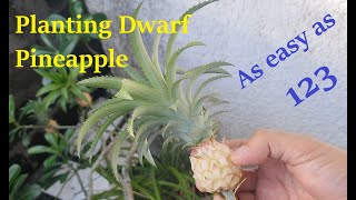 Planting Dwarf Pineapples [upl. by Rehportsirhc531]