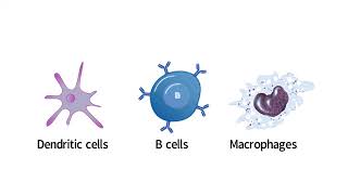 INFLAMMATION EXPLAINED PHAGOCYTOSIS EXPLAINED [upl. by Buerger]