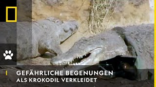 GEFÄHRLICHE BEGEGNUNGEN  Als Krokodil verkleidet  National Geographic [upl. by Sella]