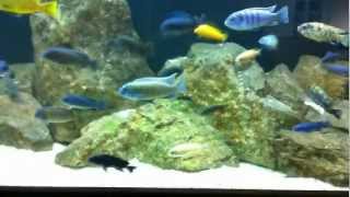 1 month Tank Update  600L African Cichlid Aquarium  AfricanCichlidHub [upl. by Miza]