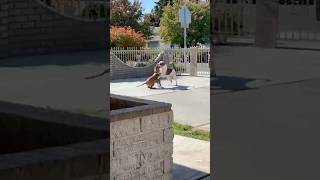 Big XL BULLY shows her son who’s boss xlbully pitbull americanbully puppy dog [upl. by Larena]