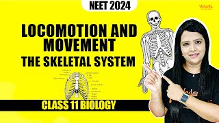 Locomotion and Movement  The Skeletal System  Class 11 Biology  NEET 2024 [upl. by Mann]