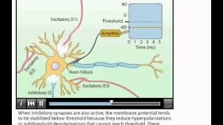 Animation Summation of Postsynaptic Potentials [upl. by Chansoo]