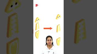 Concept of True Regeneration in Biology  Dussehra Science Connection regeneration planarian neet [upl. by Martica500]