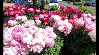 Пионы Adelman Peony Gardens Salem OR [upl. by Aip]