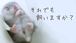 ハムスターを飼う前に見て欲しい動画 [upl. by Roswell430]