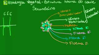 Caule secundário  Botânica  Biologia [upl. by Eniamert761]