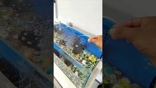 Important thing in Aquarium  pets fish shorts turtle minivlog [upl. by Lydell966]