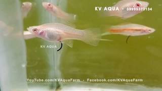 Albino White Swordtails  Ornamental Fish Farming in Kerala [upl. by Eseneg]