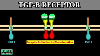 TGF Beta Receptors  Structure Of TGF Beta Receptor  Receptor Activation By Dimerisazation [upl. by Coletta]