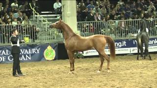 Italiano con Larabo cavallo arabo  Fieracavalli 2013 Verona [upl. by Drain]