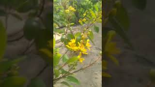 udurajamukhinature flowersmusic ytshorts [upl. by Negroj72]