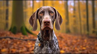 German Shorthaired Pointer Understanding Their Protective Instincts [upl. by Stephannie554]