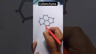 Collenchyma Tissue Diagram Easy shorts youtubeshorts viral draw drawing shortvideo [upl. by Assiled265]