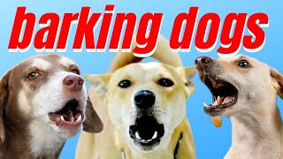 Ladridos Curiosos de Perros barking dogs [upl. by Pruter]