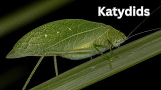 quotThe Secret Lives of Katydids 10 Amazing Factsquot [upl. by Amerigo]