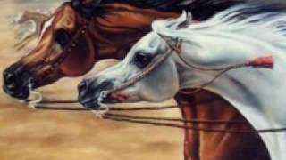 The Beauty of the Arabian Horse [upl. by Raclima]