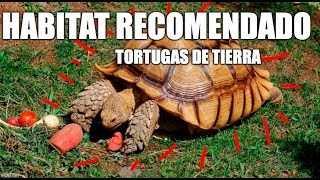 Habitat recomendado para tortugas de tierra [upl. by Roi]