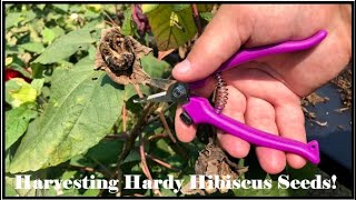 Harvesting Hardy Hibiscus Seeds Episode 63 [upl. by Yeliac]