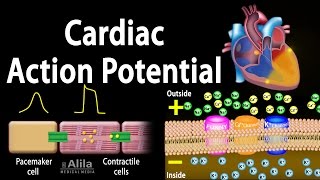 Cardiac Action Potential Animation [upl. by Nnairet510]