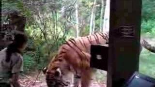 Siberian Tiger In Bronx Zoo Feeding [upl. by Nayllij]