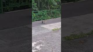 Sweet and Happy Monkey shortvideo nature monkey infraordersimiformes wildlife primate mammals [upl. by Nylkcaj]