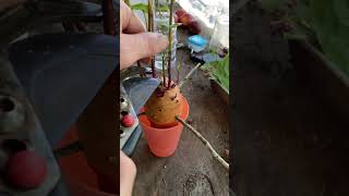 Never Buy Sweet Potatoes Again shortvideo garden gardeningtips viralshort gardening shortfeed [upl. by Ardeth]