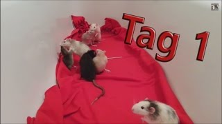 Ratten Vergesellschaftung Tag 1 ZeusPoseidon und Ares [upl. by Kattie]