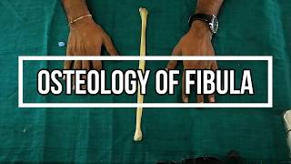 Osteology of Fibula [upl. by Tove85]