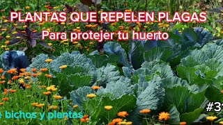 PLANTAS QUE REPELEN PLAGAS [upl. by Juanne]