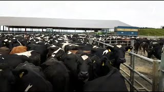 WATCH Pat Hickey milking cows [upl. by Jemma]