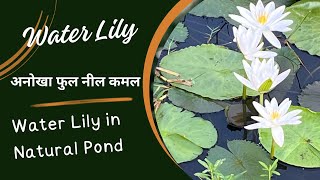 Gifts of Nature Neel Kamal Water lilyगिप्ट्स अफ नेचर नील कमल [upl. by Aseena]