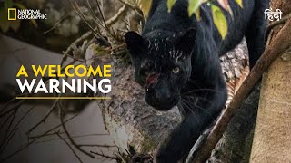 A Welcome Warning  The Real Black Panther  हिन्दी  Full Episode  S1  E1  Nat Geo Wild [upl. by Samaj]